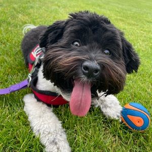 Meet your Posher, Alice